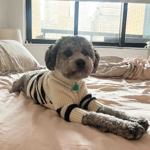 Cute Dog Relaxing on Bed in Blue Striped Sweater