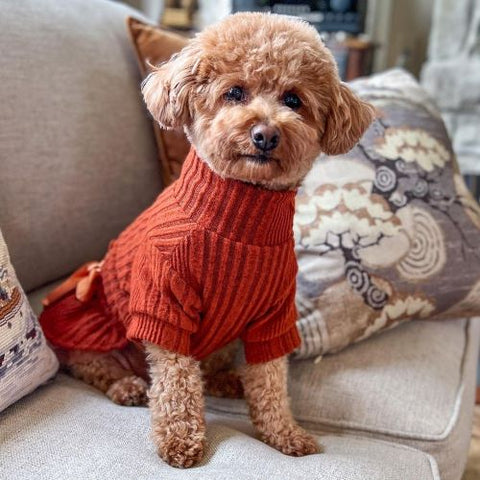 Hund in einem orangefarbenen Rollkragen-Strickkleid für Hunde – Fitwarm-Hundekleidung