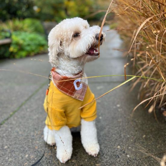 Mini Goldendoodle in a Warm Yellow Dog Sweater - Fitwarm Dog Clothes