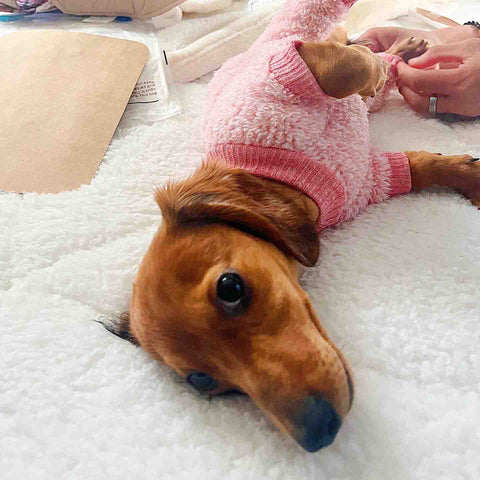 Dachshund in Pink Fuzzy Pajamas Getting Her Belly Rubbed