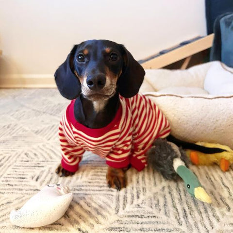 Dachshund in Waffle Striped Dog Pajamas
