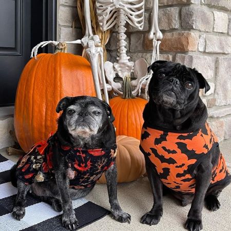 Pugs in Halloween Bat Dog Shirts