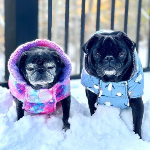 Pugs in Waterproof Galaxy Dog Winter Coats