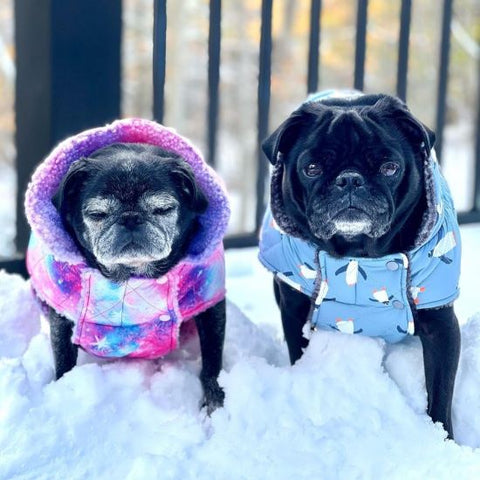 Pugs in Cozy Winter Dog Coats - Fitwarm Dog Clothes