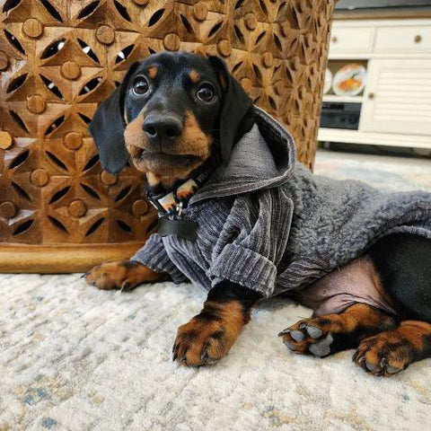 Dog Hoodies - Dog Winter Clothes - Fitwarm