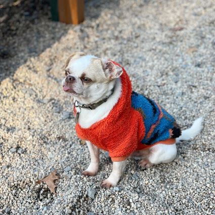 Pug in a Camo Sherpa Dog Hoodie