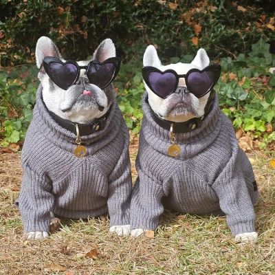 Französische Bulldoggen in grauen Rollkragenpullovern – Fitwarme Hundekleidung