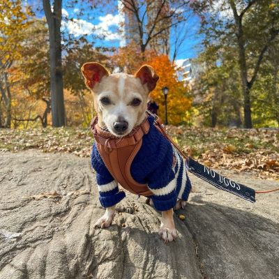 Dog in a Blue Turtleneck Sailor Striped Dog Sweater