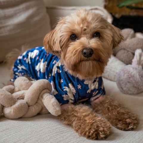 Maltipoo in blue unicorn pajamas - Fitwarm Dog Clothes