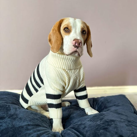 Beagle im gestreiften Rollkragenpullover für Hunde