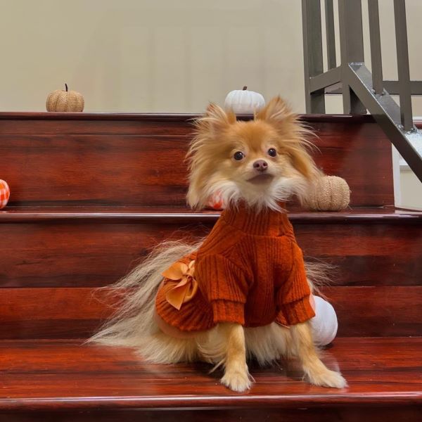 Pomeranian in an Orange Dog Dress - Fitwarm Dog Clothes