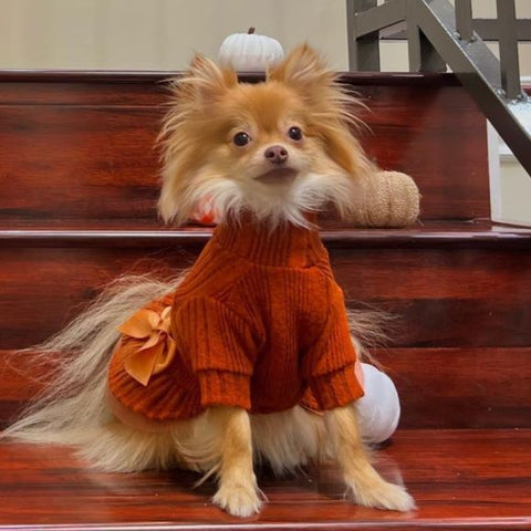 Pomeranian in a Turtleneck Knitted Tulle Dog Dress