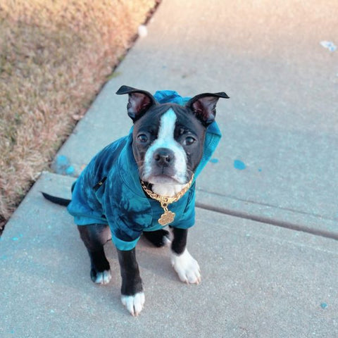 Boston terrier in hoodie - Boston terrier clothing - Fitwarm