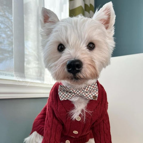 Westie in a Knitted Dog Cardigan Sweater
