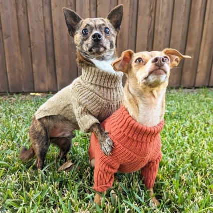Dogs in Cozy and Warm Dog Winter Sweaters - Fitwarm Dog Clothes