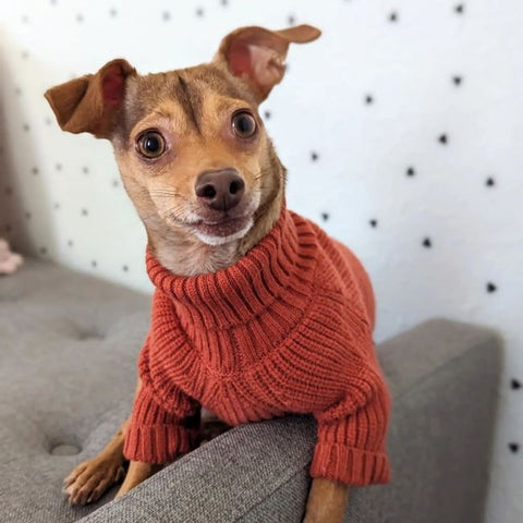 Dog in a Turtleneck Knitted Dog Sweater