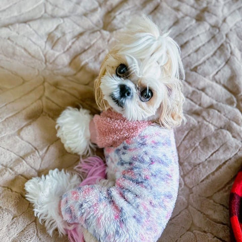 Shih Tzu Looking Cute in Dog Pajamas