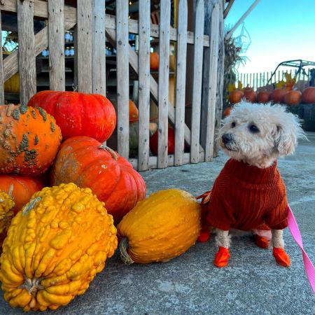 MaltiPoo in rust sweater - Fitwarm Dog Clothes