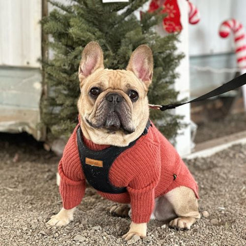 French Bulldog in a Red Turtleneck Knitted Dog Sweater - Fitwarm
