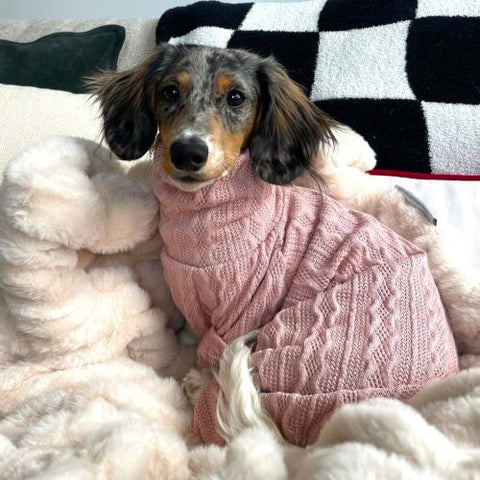 Dachshund in a Turtleneck Knitted Dog Sweater