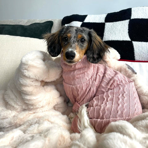 Dachshund in Knitted Dog Pajamas
