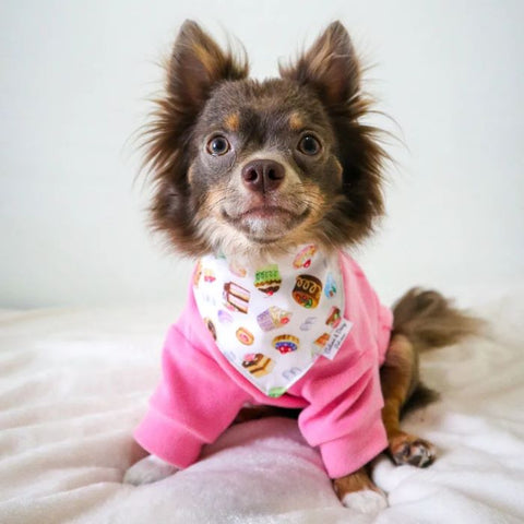 Long Haired Chihuahua Dressed in a Pink Dog Sweater - Fitwarm Dog Clothes