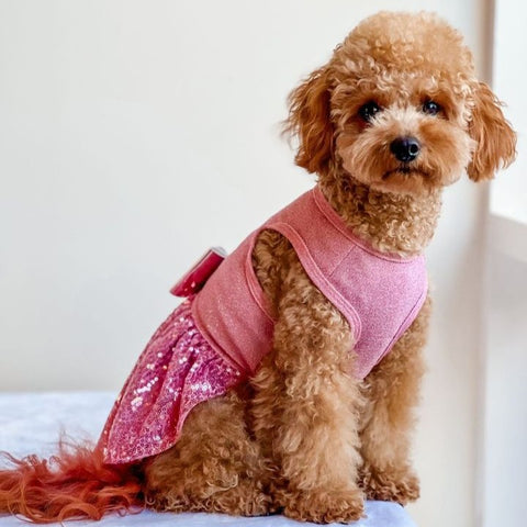 Cavapoo Dressing in a Sequin Dress