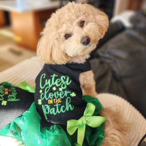 Dog in a St.Patrick Dog Dress - Fitwarm Dog Clothes
