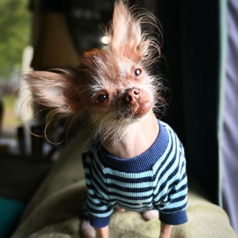 Chinese Crested in a Waffle Striped Dog Pajamas