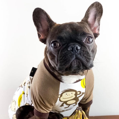 French Bulldog in a Funny Monkey Pajamas