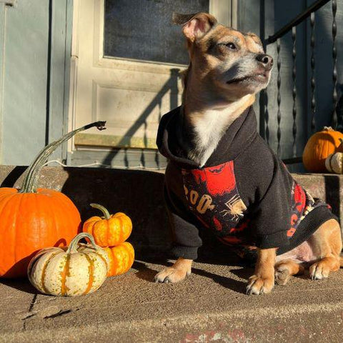 Dog Halloween Costume - Fitwarm