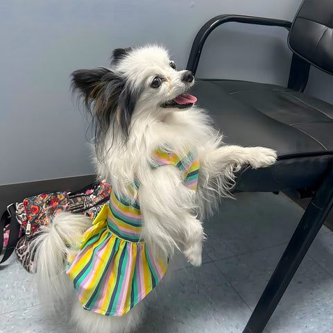 Cute Dog in Striped Dress Chilling Indoors