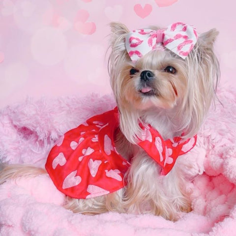 Yorkie in a Sweet Heart Dog Dress