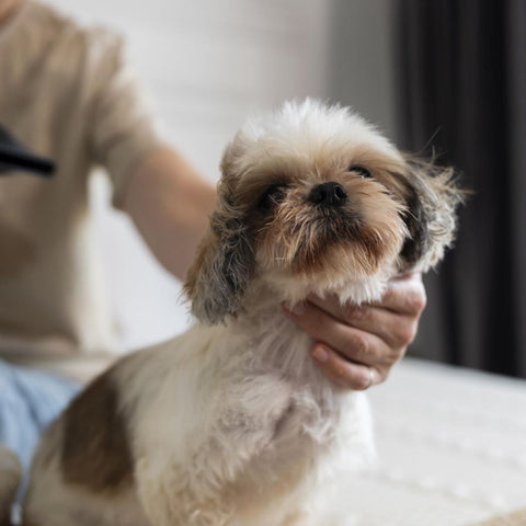 Grooming session - Dog getting its coat blow-dried.