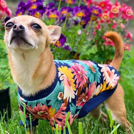 Chihuahua in a Spring Dog Shirt with Flower Prints - Fitwarm Dog Clothes