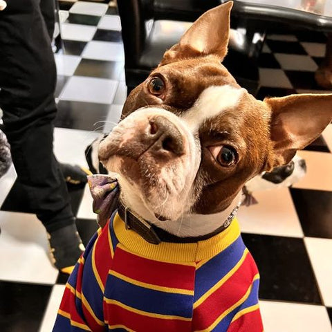 Boston-Terrier in gestreiftem Stoff – Boston-Terrier-Kleidung – Fitwarm