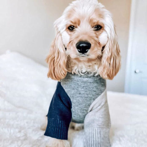 Cockapoo in a Color Block Dog Sweater