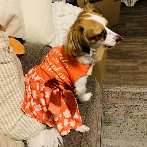 Dog Thanksgiving Outfit - Dog Dress - Fitwarm
