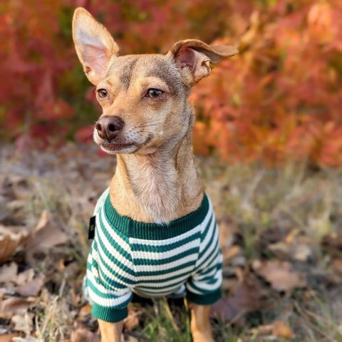 Dog in a Green Striped Dog Pajamas - Fitwarm Dog Clothes