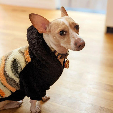 Dog Winter Clothes - Fitwarm