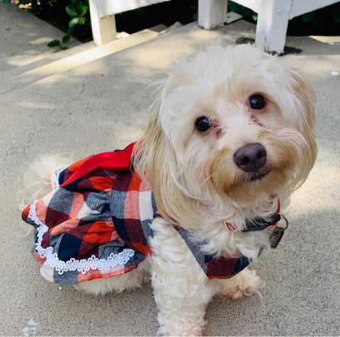 Maltipoo in a Cute Lace Plaid Dog Dress - Fitwarm Dog Clothes