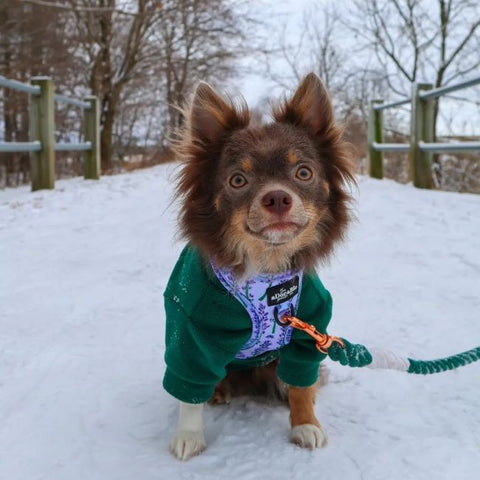 Long haired Chihuahua in a Green Cozy Turtleneck Sweater - Fitwarm Dog Clothes