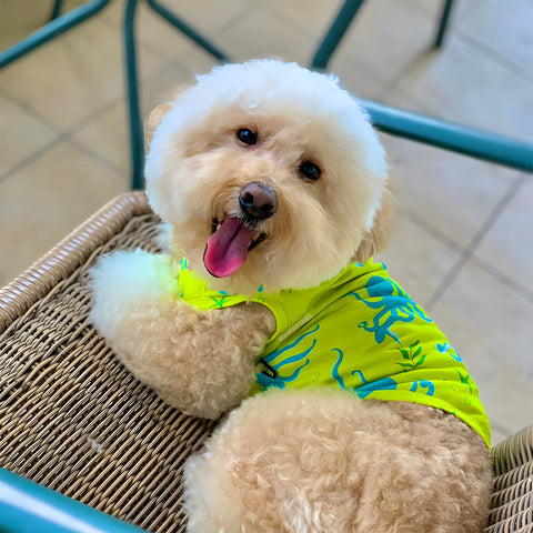 Poodle in Cute Summer Shirt
