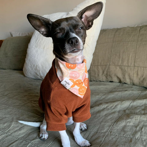 Cute Dog Sitting in Bed & Wearing a Fleece Sweater