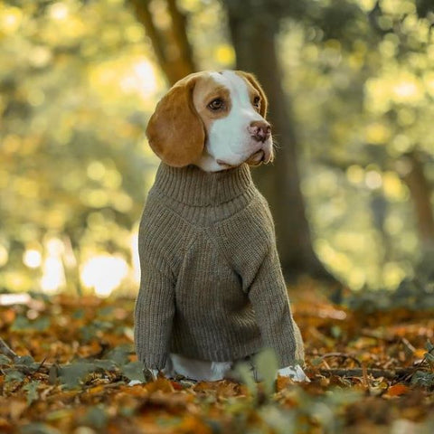 Beagle in einem grünen gestrickten Hundepullover – Fitwarme Hundekleidung