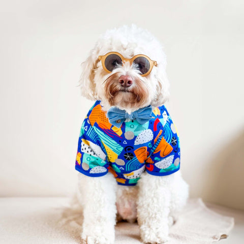 Cavoodle in a vibrant t-shirt