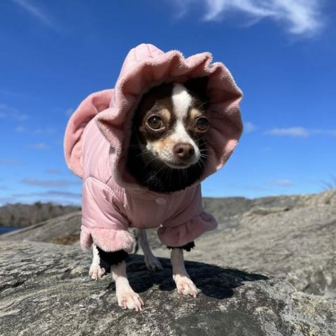 Chihuahua Dog Clothes - Dog Coats - Fitwarm