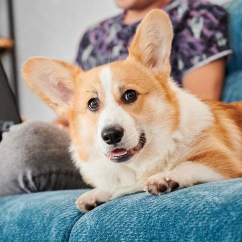 Cute Corgi - Guide for Feeding Corgi - Fitwarm