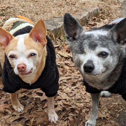Chihuahuas in Stylish Black Dog Hoodies - Fitwarm Dog Clothes