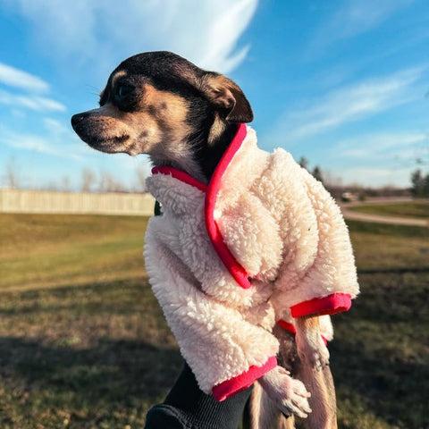 Chihuahua in a Sherpa Dog Sweater